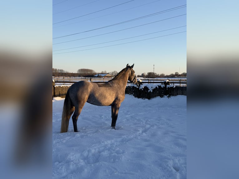 Connemara Stute 5 Jahre 147 cm Schimmel in Utrecht