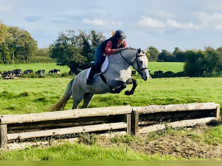 Connemara Stute 5 Jahre 147 cm Schimmel in Mountrath