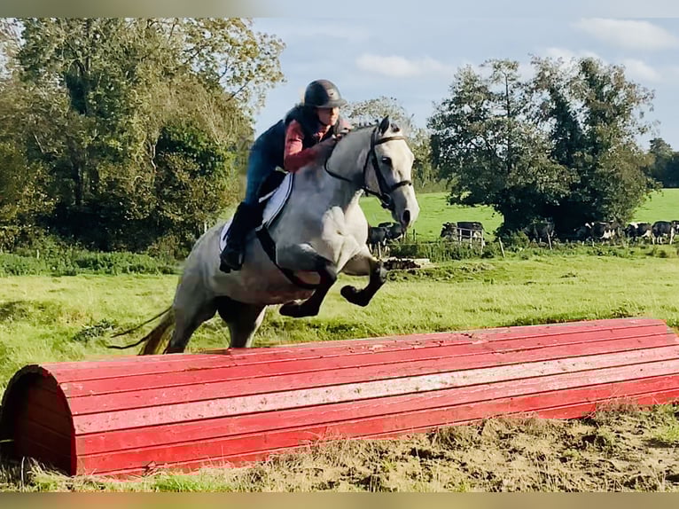 Connemara Stute 5 Jahre 147 cm Schimmel in Mountrath