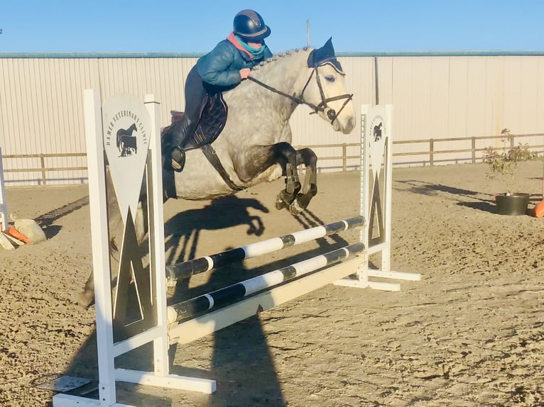 Connemara Stute 5 Jahre 147 cm Schimmel in Mountrath