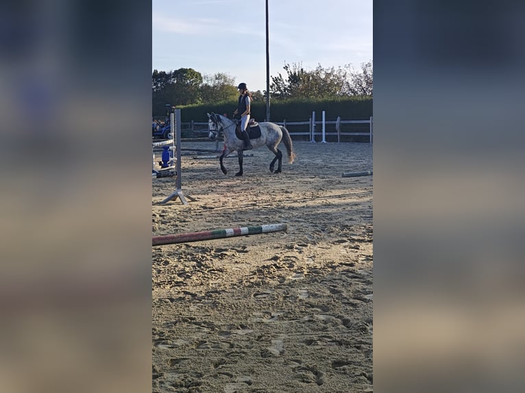 Connemara Stute 5 Jahre 147 cm Schimmel in Oppuurs