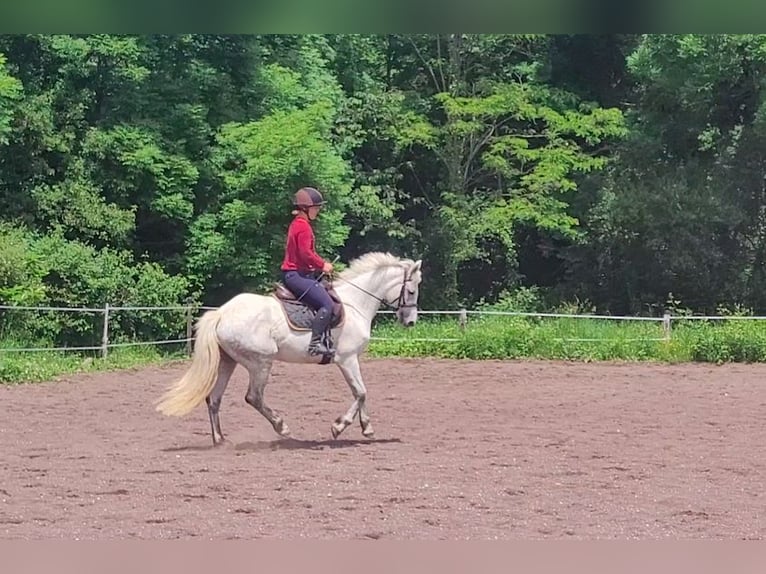 Connemara Stute 5 Jahre 147 cm Schimmel in Saint Julien du Serre