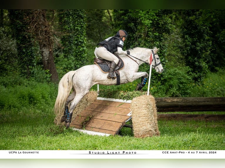 Connemara Stute 5 Jahre 147 cm Schimmel in Saint Julien du Serre