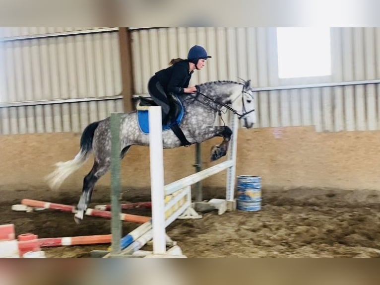 Connemara Stute 5 Jahre 148 cm Apfelschimmel in Sligo