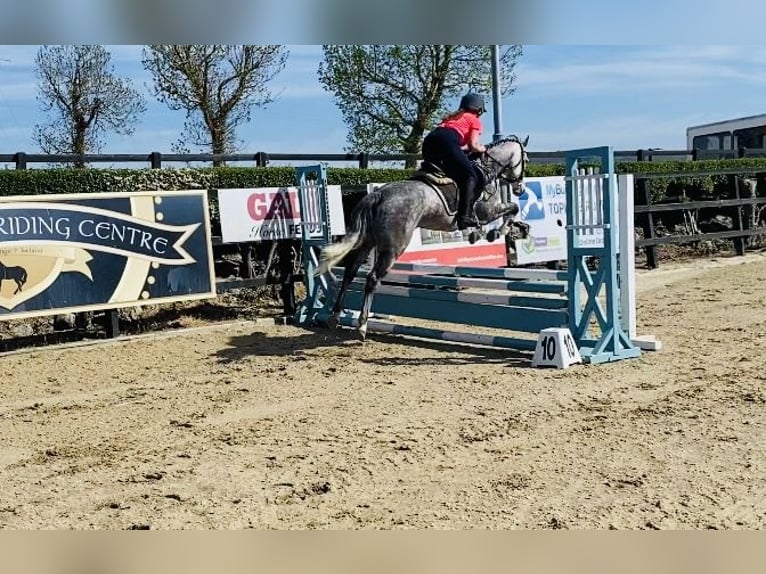Connemara Stute 5 Jahre 148 cm Apfelschimmel in Sligo