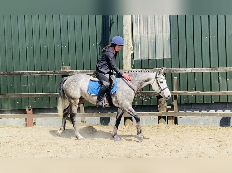 Connemara Stute 5 Jahre 148 cm Apfelschimmel in Sligo