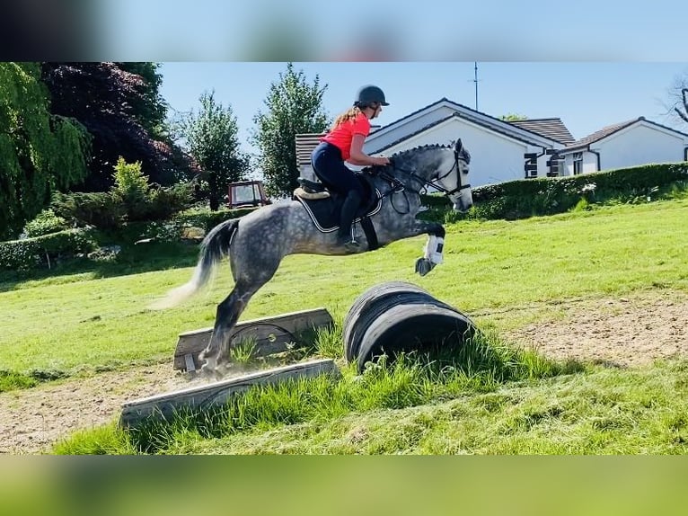 Connemara Stute 5 Jahre 148 cm Apfelschimmel in Sligo