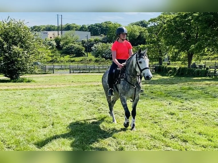 Connemara Stute 5 Jahre 148 cm Apfelschimmel in Sligo