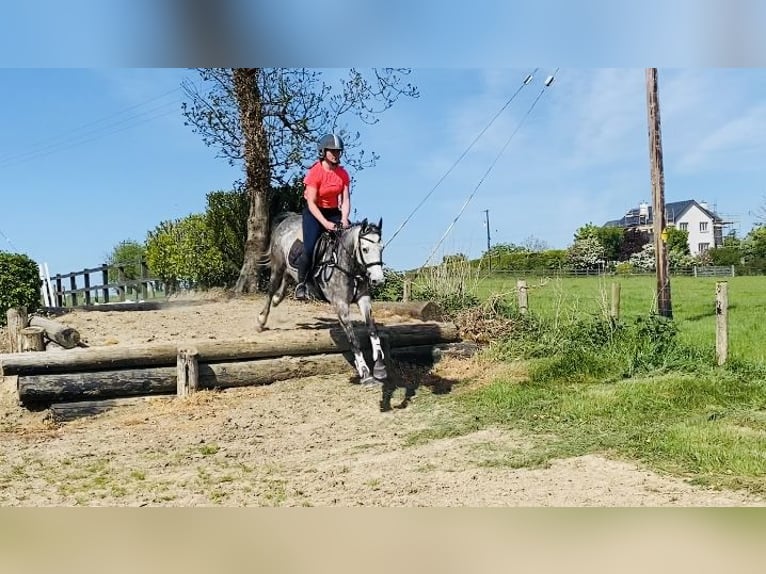 Connemara Stute 5 Jahre 148 cm Apfelschimmel in Sligo