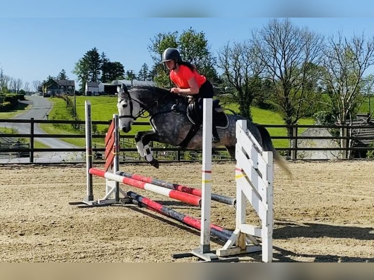 Connemara Stute 5 Jahre 148 cm Apfelschimmel in Sligo