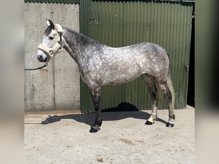 Connemara Stute 5 Jahre 148 cm Apfelschimmel in Sligo
