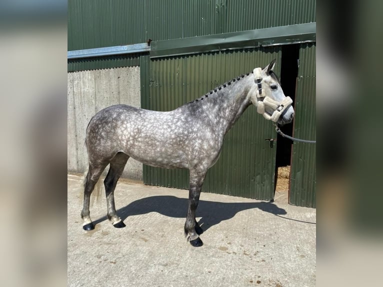 Connemara Stute 5 Jahre 148 cm Apfelschimmel in Sligo