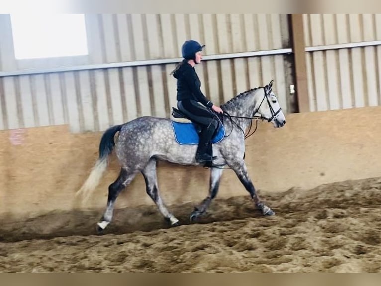 Connemara Stute 5 Jahre 148 cm Apfelschimmel in Sligo