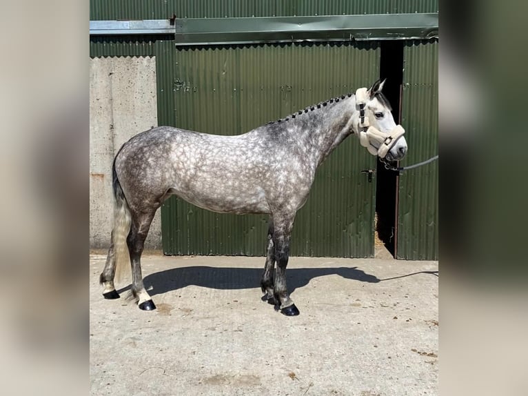 Connemara Stute 5 Jahre 148 cm Apfelschimmel in Sligo