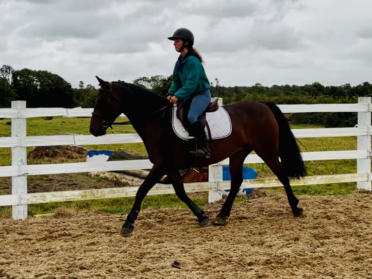 Connemara Stute 5 Jahre 148 cm Brauner in Mountrath