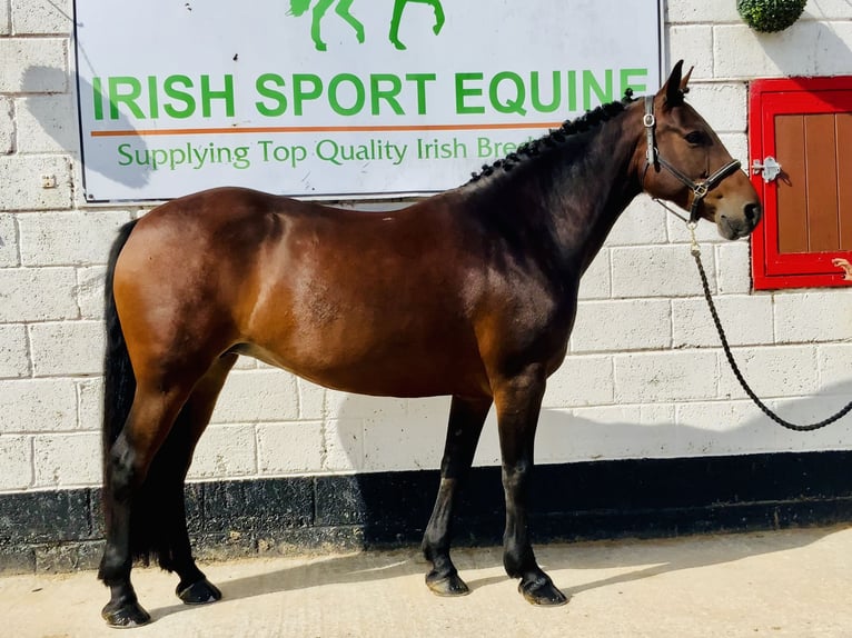 Connemara Stute 5 Jahre 148 cm Brauner in Mountrath
