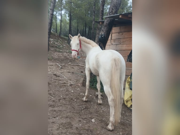 Connemara Stute 5 Jahre 148 cm Cremello in Prades-le-Lez