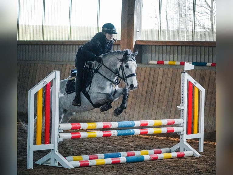 Connemara Mix Stute 5 Jahre 148 cm Rappschimmel in Nettersheim