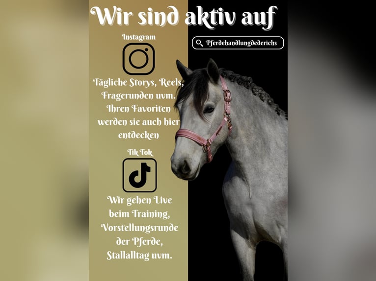 Connemara Mix Stute 5 Jahre 148 cm Rappschimmel in Nettersheim