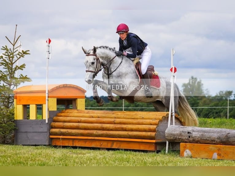 Connemara Stute 5 Jahre 148 cm Schimmel in ronse
