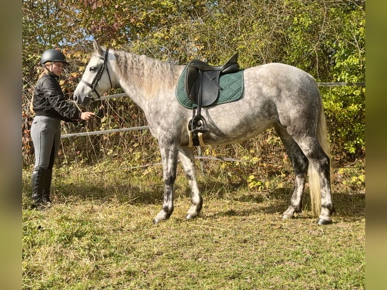 Connemara Stute 5 Jahre 150 cm Apfelschimmel in Lisberg