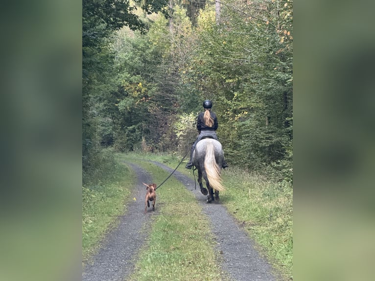 Connemara Stute 5 Jahre 150 cm Apfelschimmel in Lisberg
