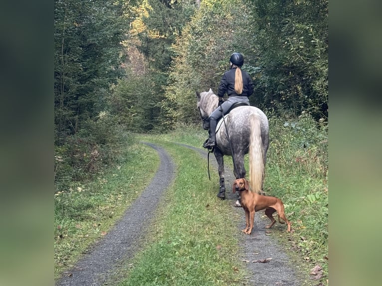 Connemara Stute 5 Jahre 150 cm Apfelschimmel in Lisberg