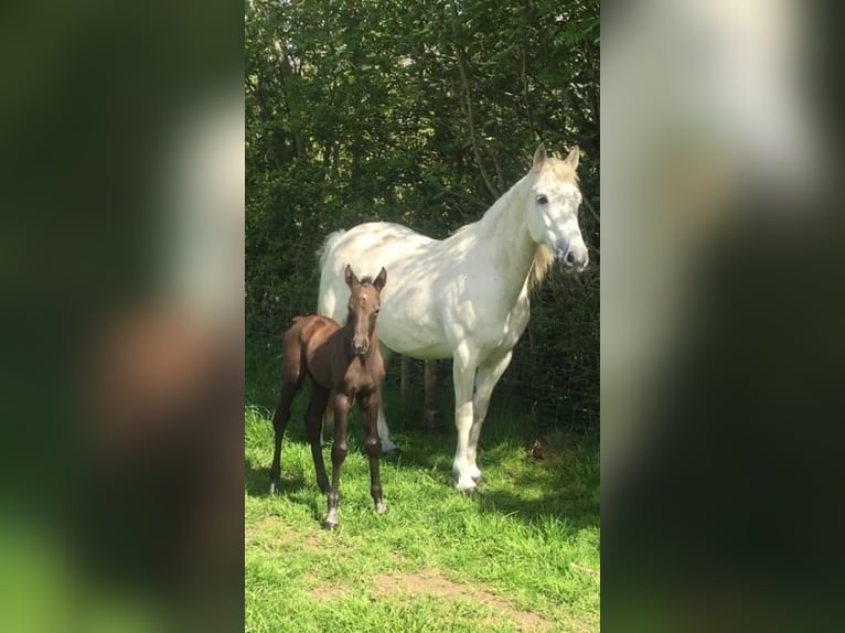 Connemara Stute 5 Jahre 150 cm Apfelschimmel in Lisberg
