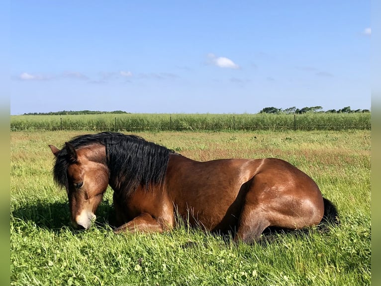 Connemara Stute 5 Jahre 150 cm Brauner in Hojer