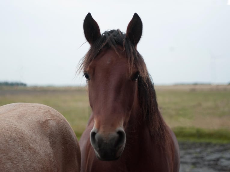 Connemara Stute 5 Jahre 150 cm Brauner in Hojer