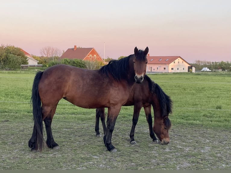 Connemara Stute 5 Jahre 150 cm Brauner in Hojer