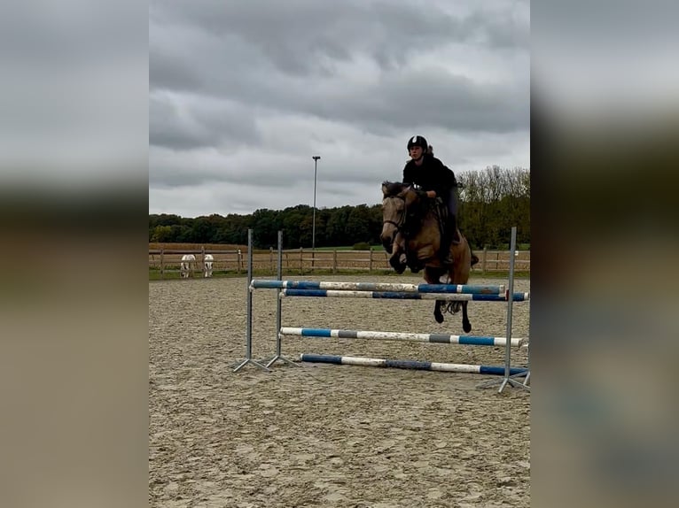 Connemara Stute 5 Jahre 151 cm Falbe in Bogaarden