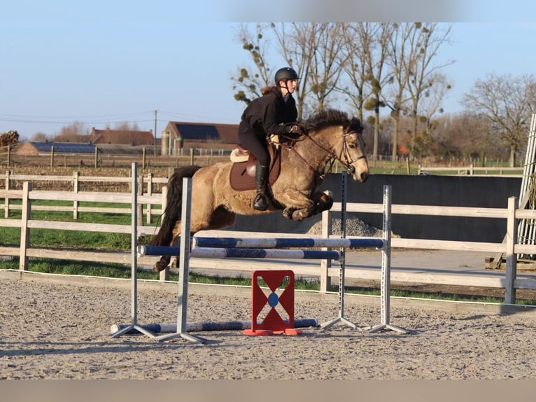 Connemara Stute 5 Jahre 151 cm Falbe in Bogaarden