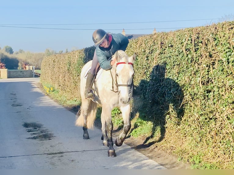 Connemara Stute 5 Jahre 152 cm Schimmel in Mountrath