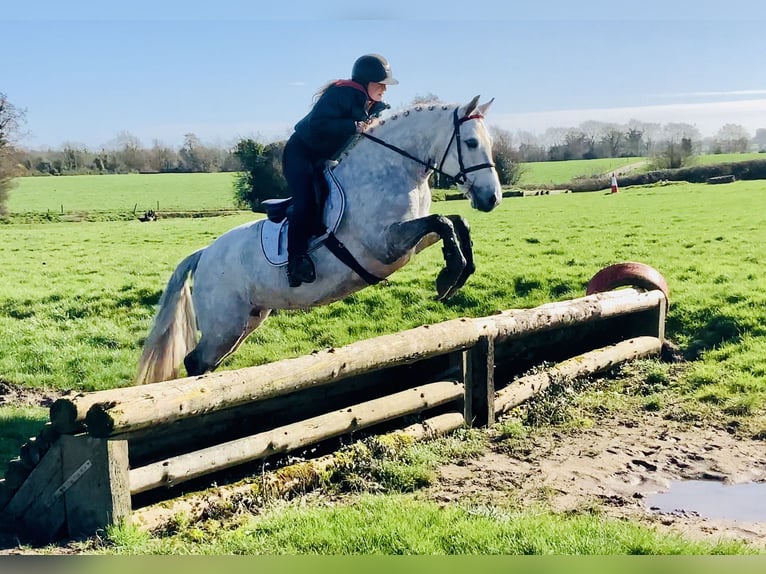 Connemara Stute 5 Jahre 152 cm Schimmel in Mountrath