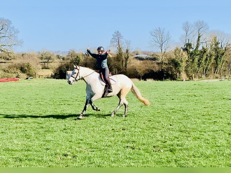 Connemara Stute 5 Jahre 152 cm Schimmel in Mountrath