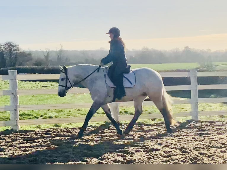 Connemara Stute 5 Jahre 152 cm Schimmel in Mountrath