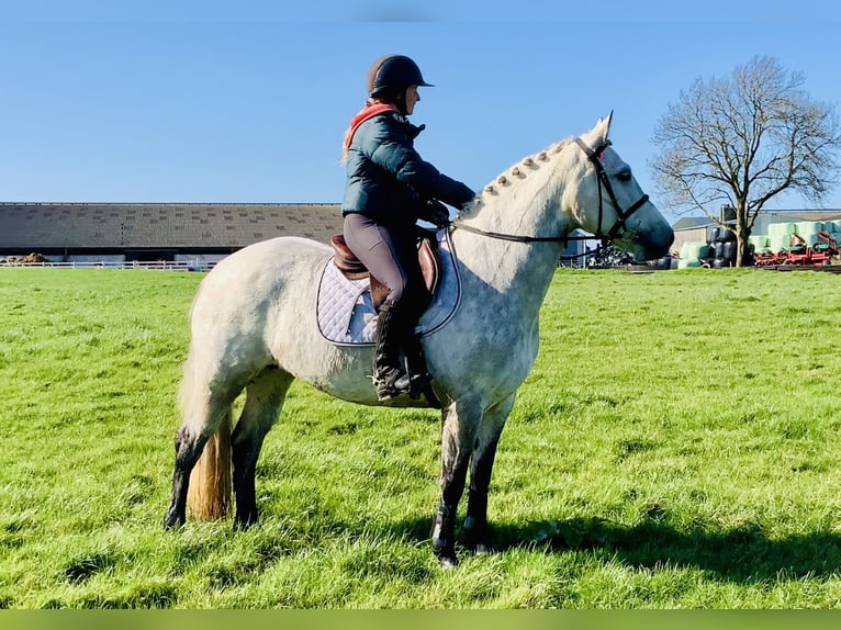 Connemara Stute 5 Jahre 152 cm Schimmel in Mountrath