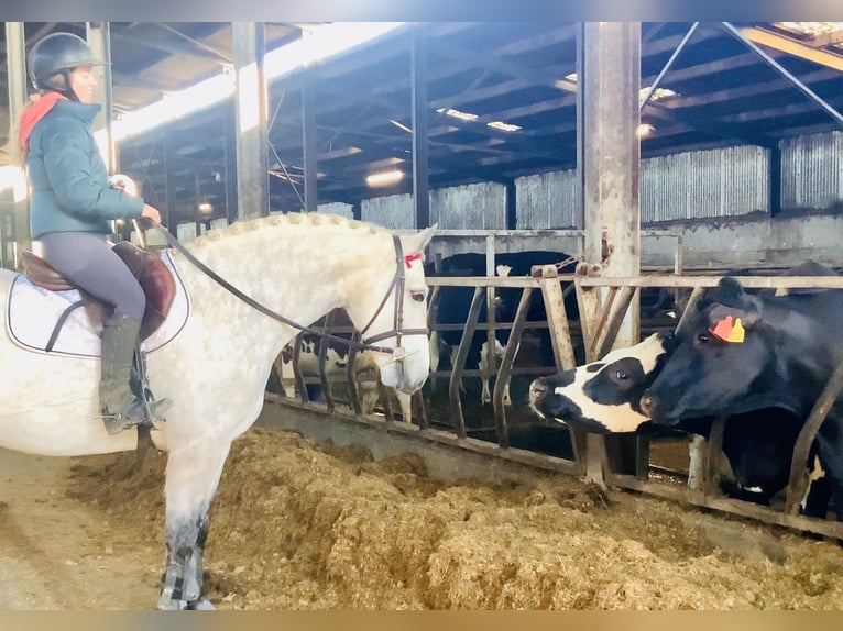 Connemara Stute 5 Jahre 152 cm Schimmel in Mountrath