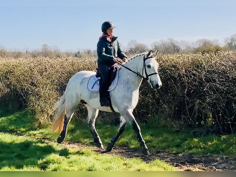 Connemara Stute 5 Jahre 152 cm Schimmel in Mountrath