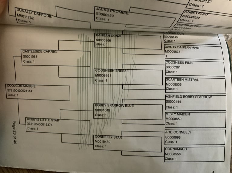 Connemara Stute 5 Jahre 152 cm Schimmel in Mountrath