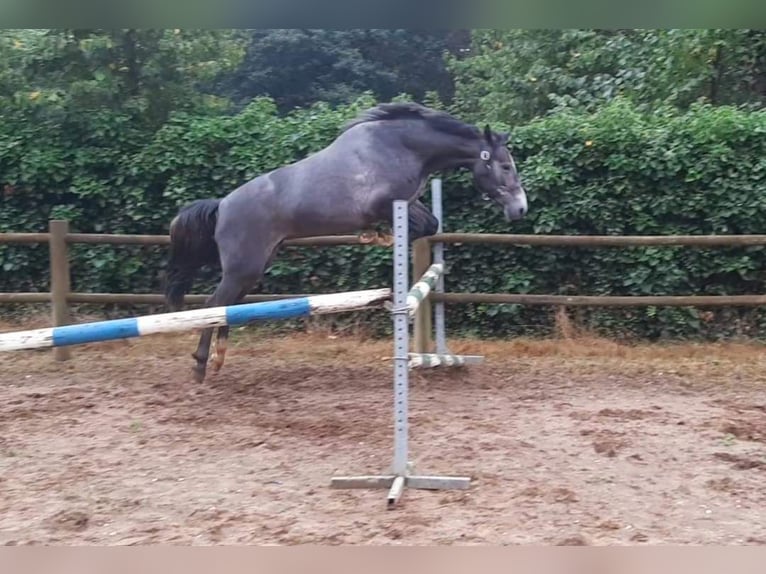 Connemara Stute 5 Jahre 152 cm Schimmel in Venlo