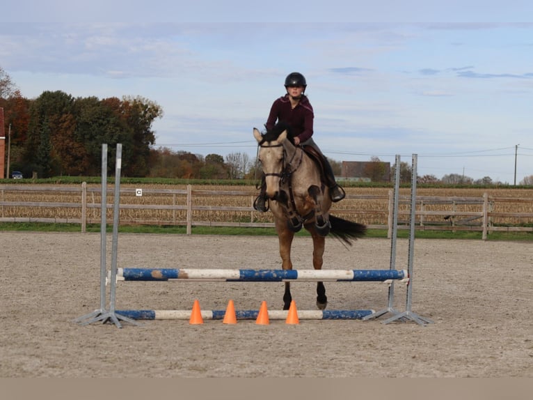 Connemara Stute 5 Jahre 153 cm Falbe in Bogaarden