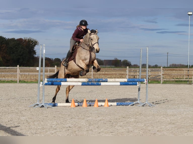 Connemara Stute 5 Jahre 153 cm Falbe in Bogaarden