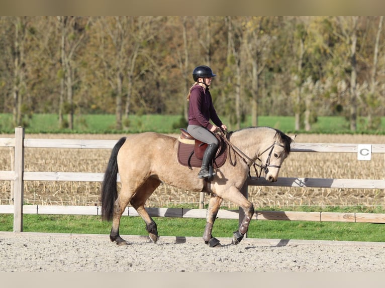 Connemara Stute 5 Jahre 153 cm Falbe in Bogaarden