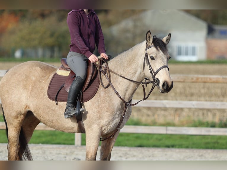 Connemara Stute 5 Jahre 153 cm Falbe in Bogaarden