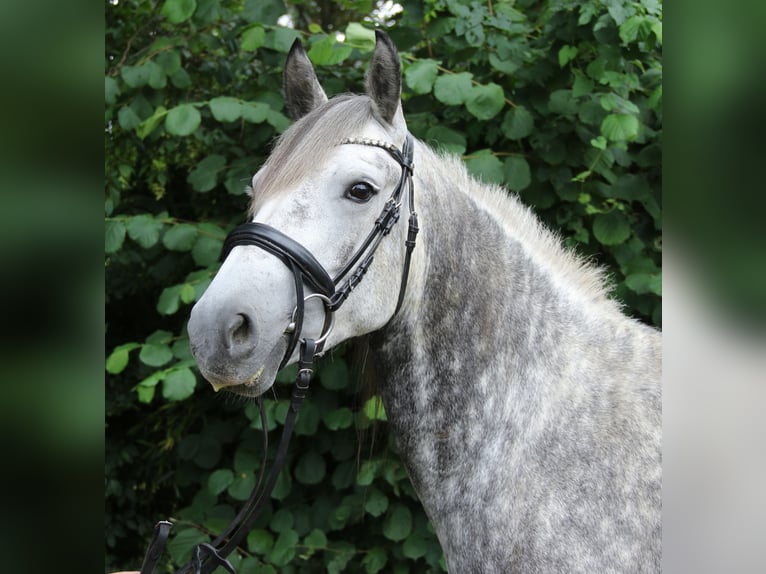 Connemara Mix Stute 5 Jahre 154 cm Apfelschimmel in Wachtendonk