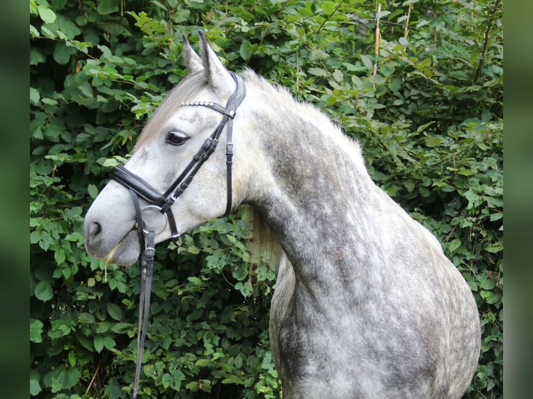 Connemara Mix Stute 5 Jahre 154 cm Apfelschimmel in Wachtendonk