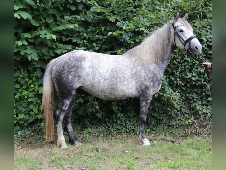 Connemara Mix Stute 5 Jahre 154 cm Apfelschimmel in Wachtendonk