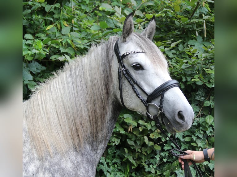 Connemara Mix Stute 5 Jahre 154 cm Apfelschimmel in Wachtendonk